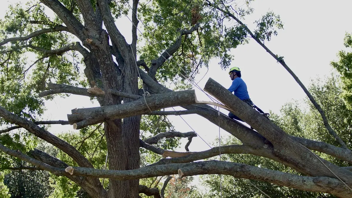 Professional Crown Thinning performed by certified arborists in Earle